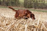 SETTER IRLANDAIS 371